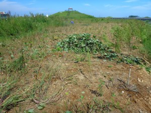 宮城県_岩沼市千年希望の丘_150912_010